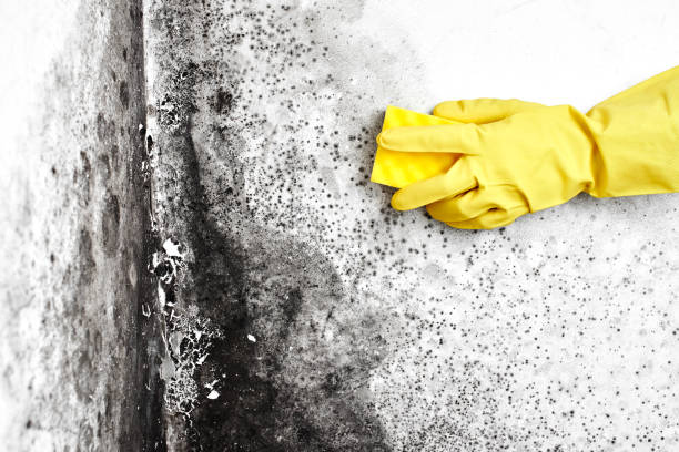 Best Attic Mold Removal  in Sherwood, WI