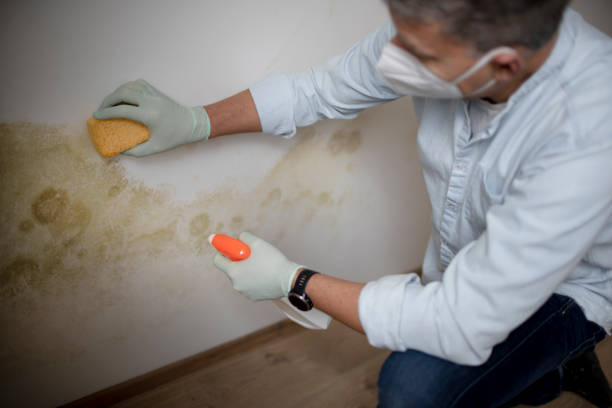 Best Mold Removal Near Me  in Sherwood, WI
